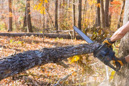 Photo for As part autumn cleaning in forest, professional lumberjack cuts down tree with chainsaw - Royalty Free Image