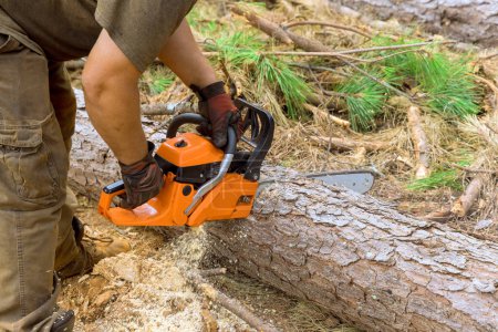 Usando motosierra profesional leñador, leñador corta árboles durante la limpieza del bosque de otoño