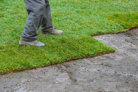 Grass rolls are unrolled and placed on ground for landscaping purposes by man