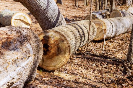 Téléchargez les photos : Les billes d'arbres fraîchement coupés sont empilées dans la forêt avant d'être livrées à la scierie. - en image libre de droit