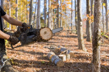 Téléchargez les photos : Des bûcherons professionnels abattent des arbres pendant le nettoyage d'automne en forêt à l'aide d'une tronçonneuse - en image libre de droit
