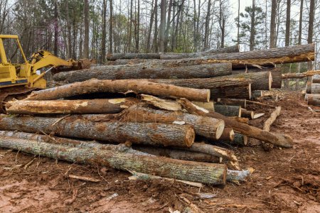 Téléchargez les photos : Les billots d'arbres sont empilés dans les forêts avant d'être transportés à la scierie. - en image libre de droit