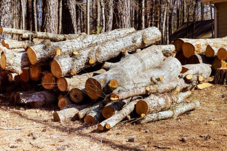 Before being sent to sawmill, freshly cut tree logs are stacked in forest