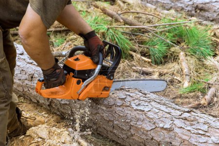 Téléchargez les photos : Un bûcheron expérimenté utilise une tronçonneuse pour couper des arbres dans un site forestier - en image libre de droit