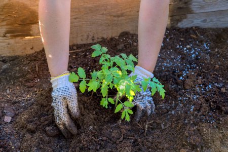 Junge Tomatensetzlinge in Töpfen zum Pflanzen von Gemüsepflanzen