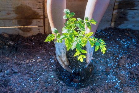 Vegetable plants in pots with young tomato a seedlings