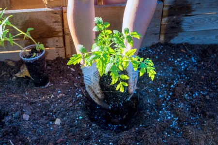 Para plantar plantas vegetales, se colocan plántulas de tomate jóvenes en el suelo.