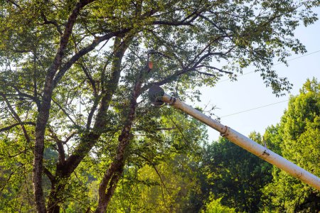 Foto de Madera que corta ramas en el uso del árbol sierra telescópica de la cuchilla. - Imagen libre de derechos