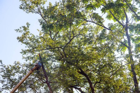 Holzfäller setzt Teleskopsäge beim Abschneiden von Ästen an Bäumen ein.
