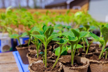 Garten ist bereit für die Pflanzung von Zucchini-Sämlingen
