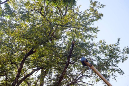 Foto de Cortar ramas en el árbol usando sierra telescópica de cuchilla es realizado por leñador. - Imagen libre de derechos