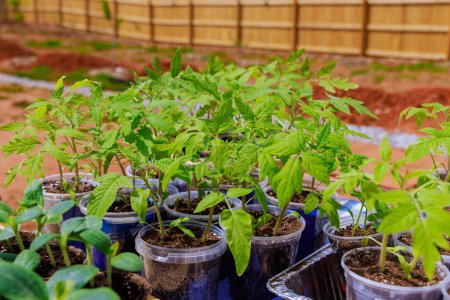 Young tomato seedlings are ready for planting in garden