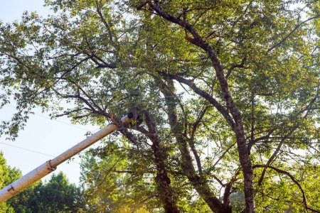 Lumberjack utiliza sierra telescópica para cortar ramas de árboles.