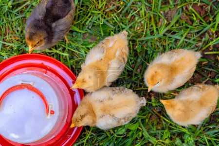 Kleine Hühner fressen auf dem Land an speziellen Futterstellen.