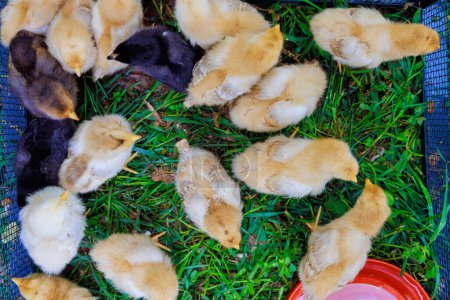 Téléchargez les photos : Petits oiseaux de campagne mignons mangeant de mangeoire spéciale. - en image libre de droit