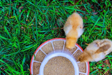 Niedliche kleine Vögel Hühner in ländlichen Bauernhof essen von speziellen Feeder.