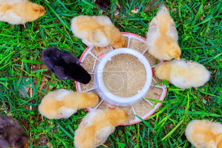 Niedliche kleine Hühner fressen von speziellen Futterstellen auf dem Land.