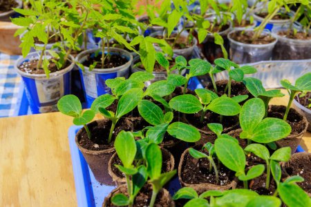 Pflanzung von Zucchini-Sämlingen im Garten ist jetzt möglich
