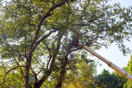 Lumberjacks use telescopic trimming blades to cut branches on trees.