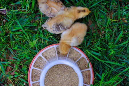 Photo for Few cute little chickens in countryside are eating from special feeder. - Royalty Free Image