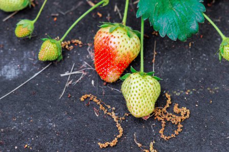 Growing crop of natural strawberries are ripening on agricultural field garden