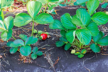 Strawberry plants are growing in agricultural fields are ripening