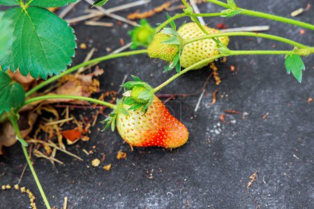 Photo for Grop of natural strawberries is ripening in an agricultural field garden - Royalty Free Image