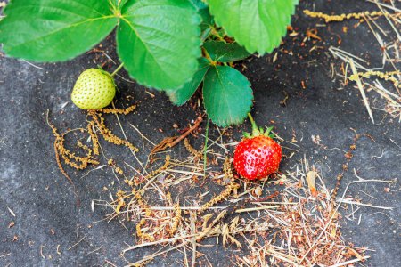 Growing crop of natural strawberries on an agricultural field