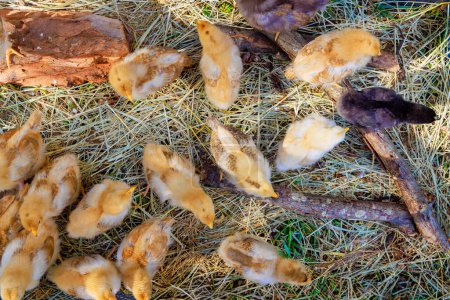 Group of cute furry chickens strolls at sunshine in summer day