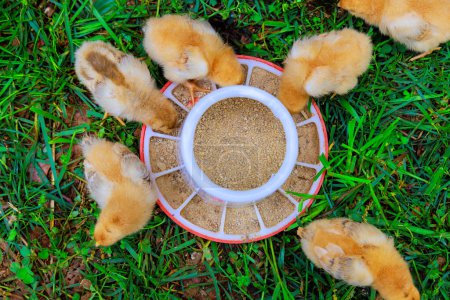 Photo for In countryside, flock of tiny chickens is eating from special feeder. - Royalty Free Image
