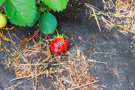 An agricultural field garden is producing crop of natural strawberries that are ripening