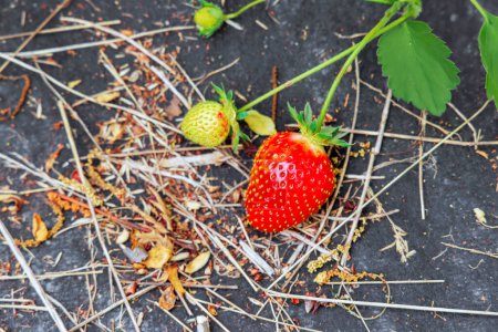 In an agricultural field garden, natural strawberries are ripening