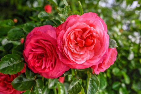 Téléchargez les photos : Red Rosa Line Renaud fleur sur fond de feuilles vertes par une journée ensoleillée de printemps - en image libre de droit
