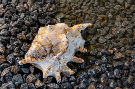 Photo for Scorpion conch seashell on small pebbles at the edge of the sea - Royalty Free Image