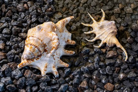 Photo for Scorpion conch seashells on small pebbles at the edge of the sea - Royalty Free Image