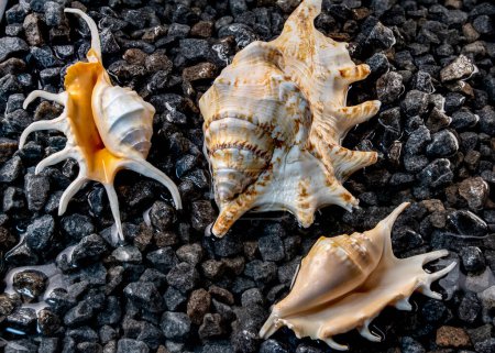 Photo for Scorpion conch seashells on small pebbles at the edge of the sea - Royalty Free Image