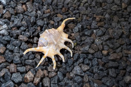 Photo for Scorpion conch seashell on small pebbles at the edge of the sea - Royalty Free Image