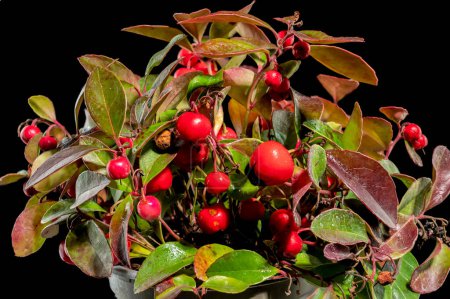 Téléchargez les photos : Gaultheria procumbens rouge ou teaberry oriental sur fond noir gros plan. - en image libre de droit