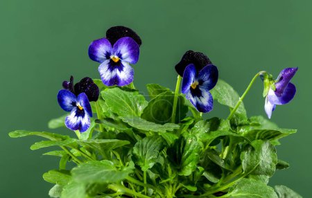 Téléchargez les photos : Violet fleurs Viola Phantom de la tanaisie sur un fond vert - en image libre de droit
