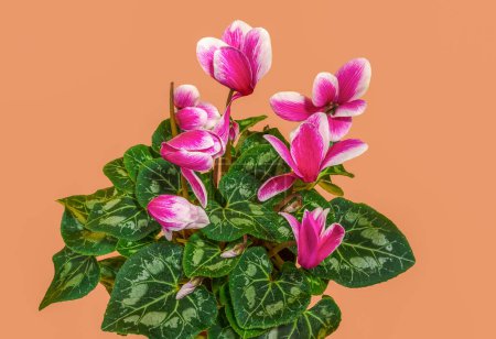 Blossoming cyclamen persicum flowers. Close-up on a pink background