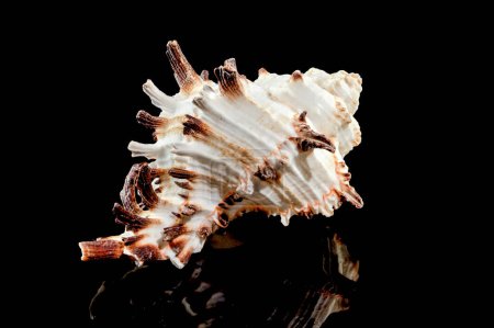 Photo for Close-up of Murex Indivia Longspine sea shell on a black background - Royalty Free Image