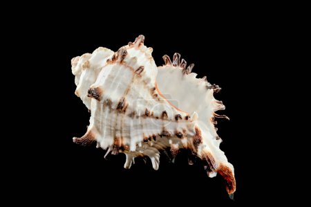 Photo for Close-up of Murex Indivia Longspine sea shell on a black background - Royalty Free Image