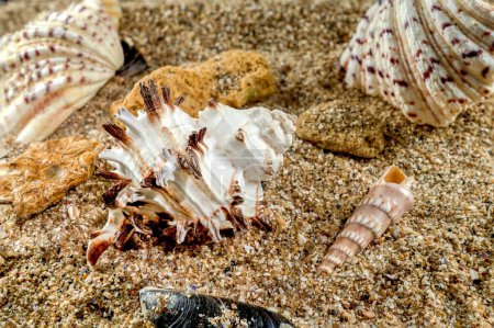 Photo for Murex Indivia Longspine sea shell on a yellow sand - Royalty Free Image