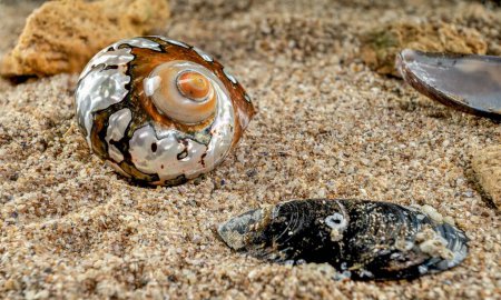Photo for Pearly snail sea shell of Turbo sarmaticus South African turban on the sand - Royalty Free Image