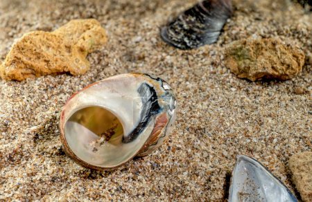 Photo for Pearly snail sea shell of Turbo sarmaticus South African turban on the sand - Royalty Free Image
