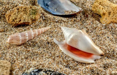 Photo for Strombidae seastar shell on the sand - Royalty Free Image