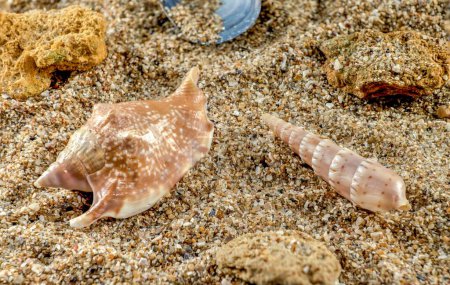 Photo for Strombidae seastar shell on the sand - Royalty Free Image