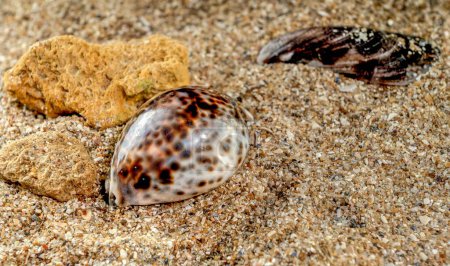 Photo for Cypraea tigris or Tiger Cowrie Sea shell on the sand - Royalty Free Image