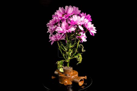 Bodegón creativo con casquillo de hierro oxidado viejo y flores de crisantemo rosa sobre un fondo negro