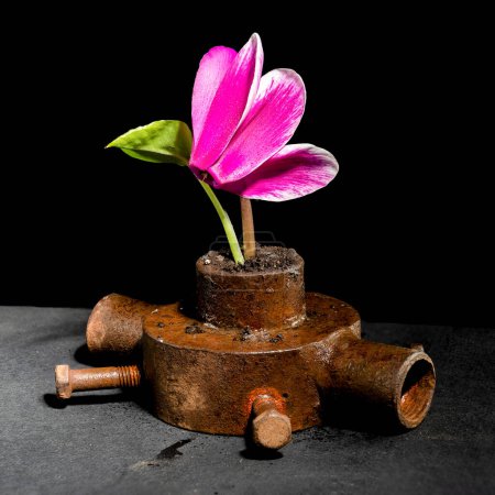 Bodegón creativo con casquillo de hierro oxidado viejo y flor rosa sobre un fondo negro
